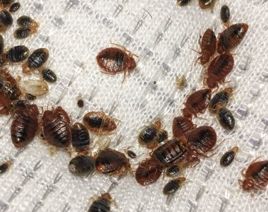 Bed Bug Control Service