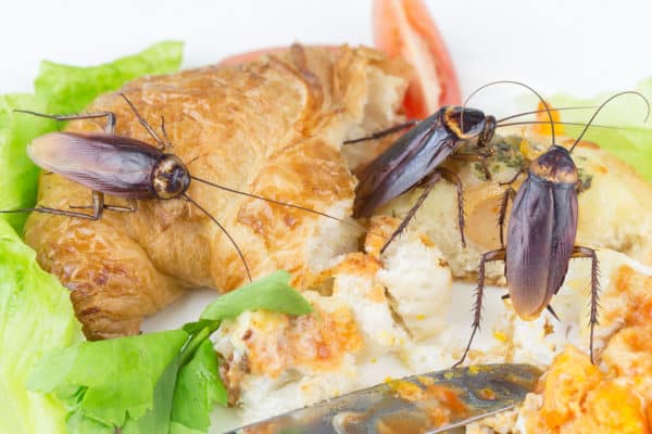 Cockroach Control Service